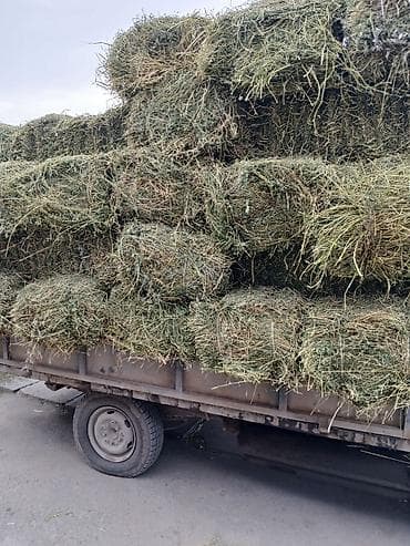 козу цена: ГРУЗЧИК! ПОГРУЗКА ВЫГРУЗКА 👍Сено в тюках 👍 круговой 70-80 сом — 1