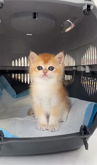Животные: Породистые котята золотого окраса - Милые короткошёрстные котята — 5
