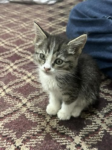 сиямские кошки: Кошка даром: Бурманская, 1 месяц, Девочка, Проглистована — 1