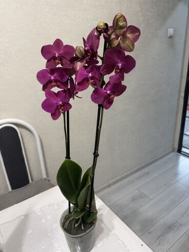 петуния цветы: Орхидеи сортовые в наличии.Цена от 800c-1600с.Бишкек — 5