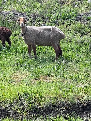 баран козу: Продаю | Овца (самка) | Для разведения | Матка — 4