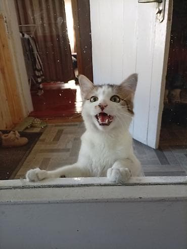 домашний кошка: Домашняя кошка с пушистым хвостом - Окрас: бело-табби (белая грудь и — 3