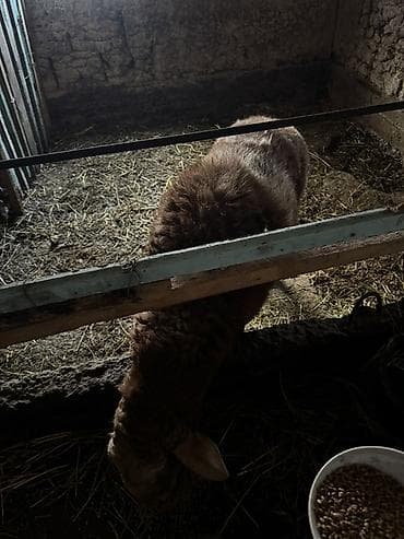 улак сатам: Сатам | Ургаачы кой (ургаачы), Кочкор (эркек) | Арашан — 7