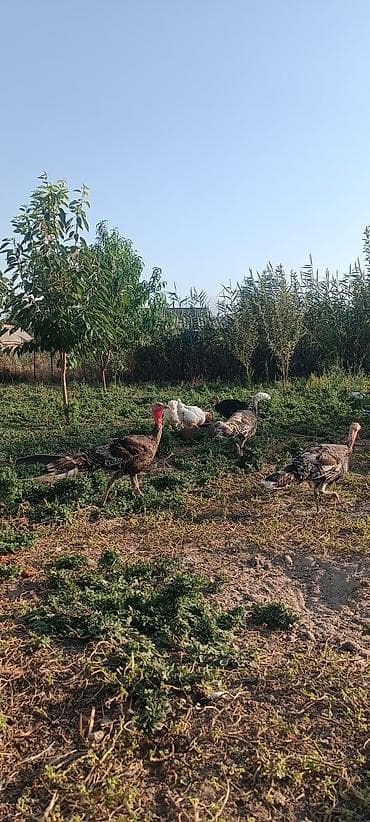 сколько стоят индюки: Продаю | Индюшата | Полукровка | Для разведения — 1