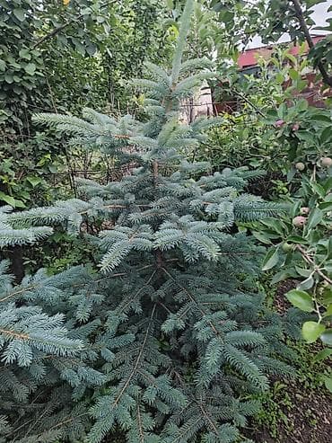 слива ягоды: Ель голубая (Picea pungens, Blue Spruce) — декоративные саженцы с — 2