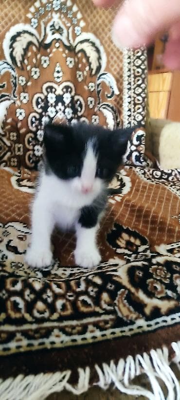 Ищем отзывчивую семью для маленького мальчика Томик. Котенку 1 месяц