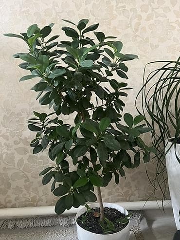 Комнатные растения: Комнатное растение в горшке — декоративное дерево с плотной кроной и — 1