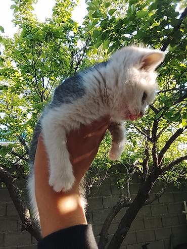 ищу котика: 2 месяца, Мальчик, Биколор, Приучена к лотку — 1