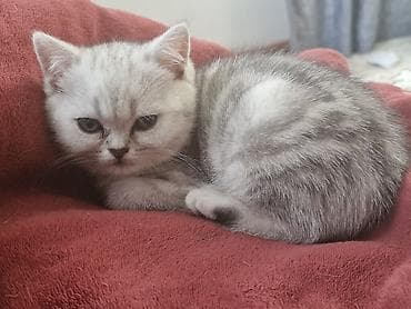 где купить крысу: Скотиш Фолд (Шотландская вислоухая), 2 месяца, Мальчик, Рыжий, Приучена к лотку — 3