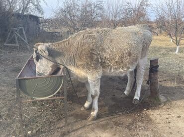 сельскохозяйственные животные продажа: Продаю | Корова (самка) — 2