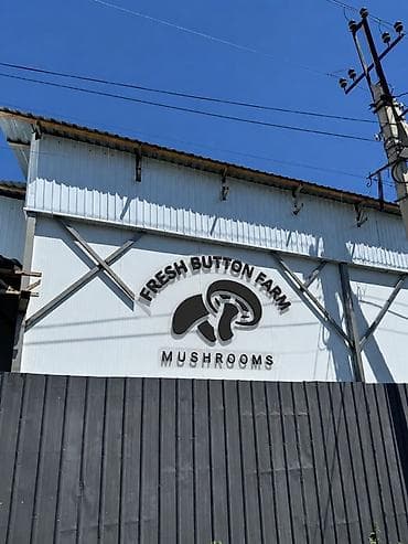 кочерыжка кукурузы: Производство Fresh Button Farm Приглашает на работу сборщиков урожая ! — 4