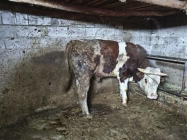 племенные бычки: Продаю | Бык (самец) | На откорм | Племенные — 2