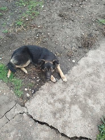 бесплатные сабаки: Собака даром: Дворняжка, 1 год, Самка — 1