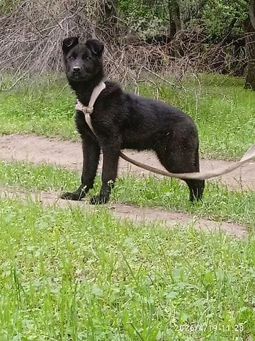 Животные: Продаю щенка черный немецкий овчарка девочка 4-5 месяца Адрес: Калыс — 2