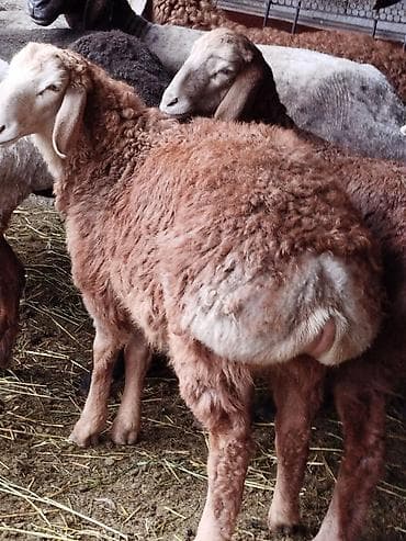 обмен на хаски: Продаю | Ягненок | Для разведения — 5