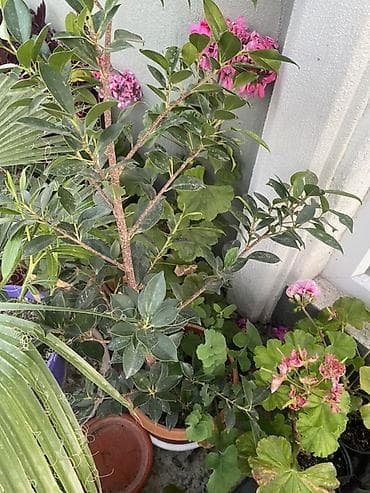 кавер продаю: Комнатные и балконные растения в горшках - Пеларгония (герань — 7