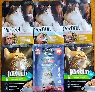 Ветеринар кызматы: Мышык бекер берилет: Скотиш Страйт (Шотландиялык тик кулактуу), 1 айлык, Ургаачы — 10