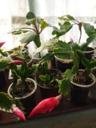 фикус али: Декабрист (шлюмбергера) — комнатное ампельно-кустовое растение с — 1