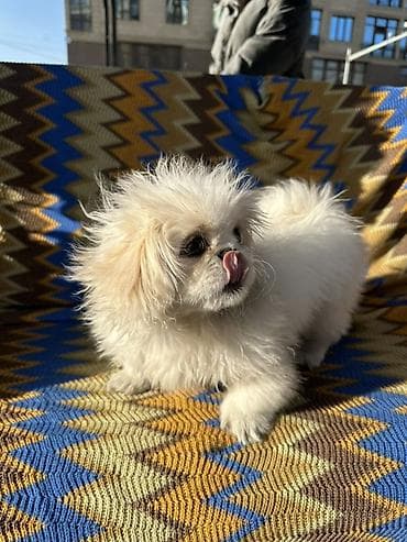 мопс цена бишкек: Щенок мини-пекинеса, белый кремовый окрас. - Компактный формат — 2