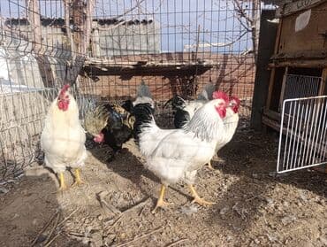 работа выгул собак: Продаю | Петух | Домашняя | Для разведения, На забой, Несушки — 5