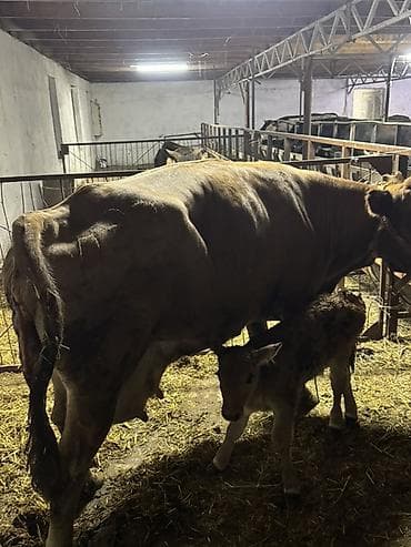 каз фермер: Продаю | Корова (самка) | Для молока | После отела — 3