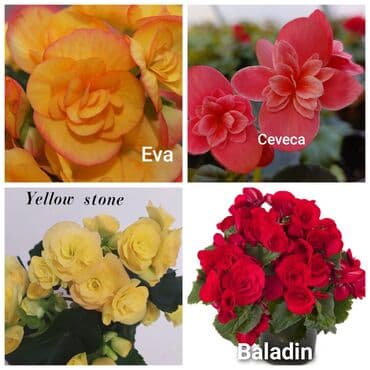 цветы на продажу: Детки бегоний элатиор по 150 с возможна отправка по регионам с — 4