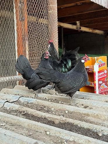 шотландская вислоухая кошка черная: Продаю | Куры, Петух — 1