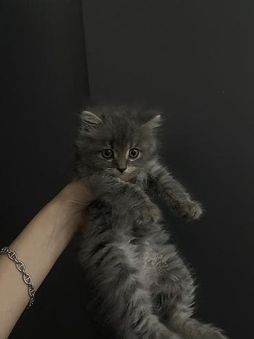 Шотландская прямоухая Скоттиш Страйт (серо‑дымчатый окрас, мягкая