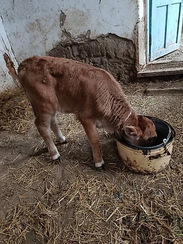 скот корова: Продаю | Корова (самка) | Для молока — 6