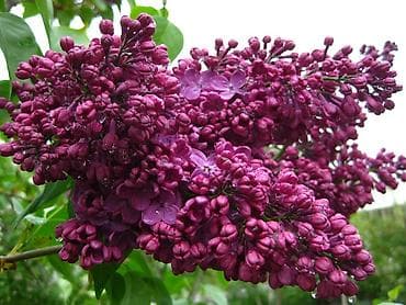 замиокулькас бишкек: Продаю саженецы сирени!
Цвет гарантирую! — 1