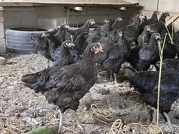 жил азык: Сатам | Тооктор | Көбөйтүү үчүн — 1