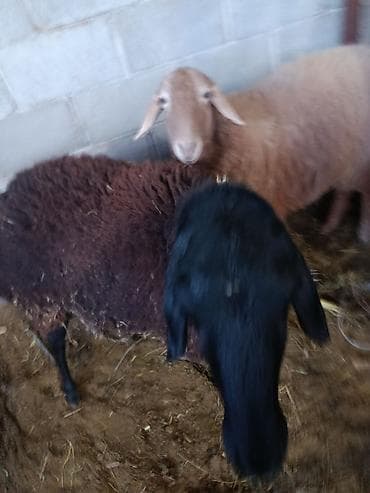 плодные матки: Продаю | Овца (самка) | Для разведения | Ярка — 1