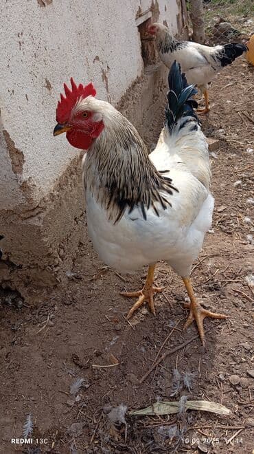 домик для животных: Петухи 🐓. Росли на воле на траве 🌿. 3.5 месяцев. Едят корм из — 6