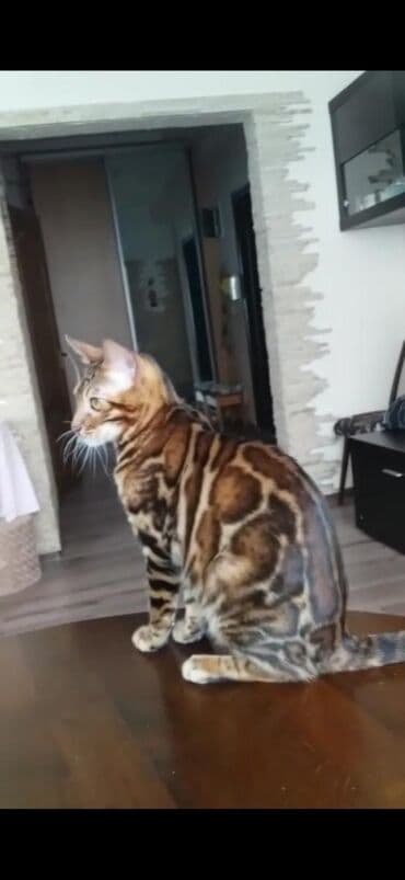 купить породистых котят: Красивейшие бенгальские котята .вырастают вот такими красавцами очень — 12