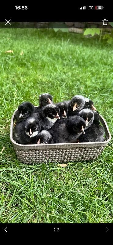 Ветеринар кызматы: Сатам | Тооктор, Короздор, Балапандар | Гриз Бар — 2