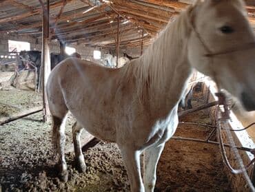 сумка для кошки: Продаю | Кобыла (самка) — 6