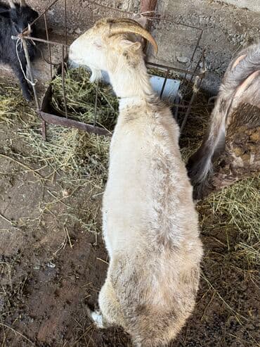 цены породистых собак: Продаю дойную козу Здорова и ухожена, даёт молоко. Очень спокойная — 2