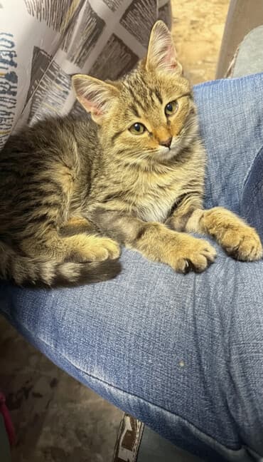 отдам животных в хорошие руки: 4 месяца, Мальчик, Приучена к лотку, Проглистована — 1