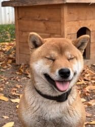 бойцовская собака: Сиба-ину, 1 год, Самец, С прививкой — 1