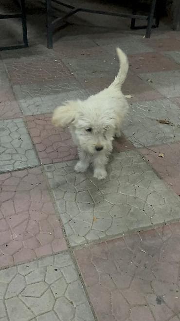 Продажа собак: 3 месяца, Самка — 8