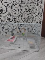 активированный уголь волнистому попугаю: Большая клетка для волнистых попугаев и других мелких птиц. - — 3