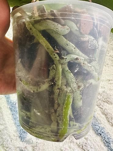 сколько стоит орхидея: Взрослые орхидеи, в данный момент не цветут, адаптированны, здоровая — 9