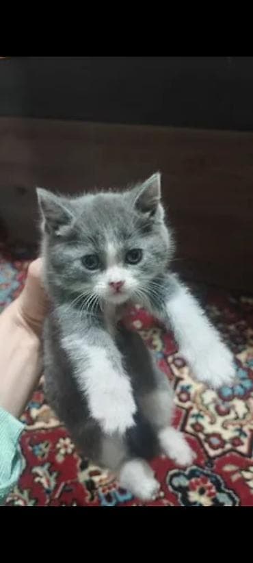 машинка для животных: Британская короткошёрстная, 10 месяцев, Девочка, Серый, Приучена к лотку — 2