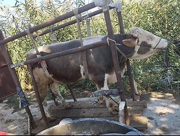 аксессуары для животных: Ат такалайбыз выезд бар, букалардын дагы туяктарын кыскартабыз! стаж — 3