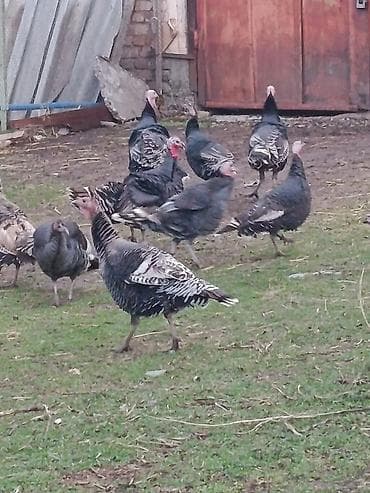 петух бойцовый: Продаю | Индюшка (самка) | Для разведения — 2