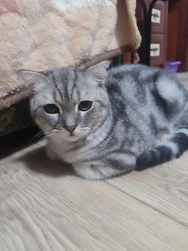 Скотиш Фолд (Шотландская вислоухая), 5 месяцев, Мальчик