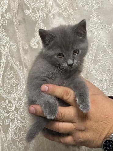 дом для котов: Пушистый серый котёнок - Окрас: ровный дымчато‑серый (плюшёвая — 6