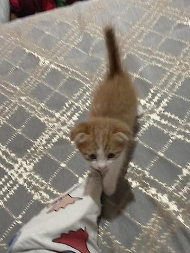 цена шотландской вислоухой кошки: Шотландский вислоухий котёнок (скоттиш-фолд), окрас рыже-белый — 3