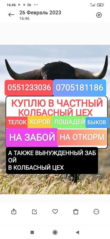дом животных: Куплю | Лошади, кони, Другие с/х животные, Коровы, быки | Любое состояние, Круглосуточно, На забой, на мясо — 1