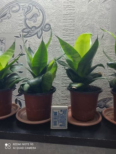 чайное дерево: Распродажа САНСЕВИЕРИИ цветы комнатные В чем польза: очищает воздух — 5